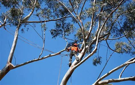 tree care toowoomba|Total Tree Services Toowoomba .
